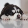 Download track Phenomenal Ambience For Doggy Rest