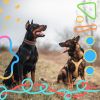 Download track Cheerful Music For Chill Dogs