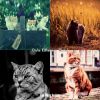 Download track Ambience (Relaxing Cats)