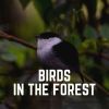 Download track Relaxing Bird Sounds