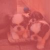 Download track Atmospheric Calming Pups