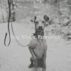 Download track Astounding Ambience For Reducing Dog Stress