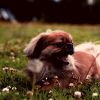 Download track Smooth Moods For Relaxed Dogs