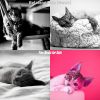 Download track Memories (Relaxing Cats)