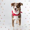 Download track Spacious Backdrops For Cute Dogs