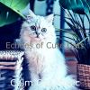 Download track Entertaining Ambience For Relaxing Your Cat