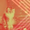 Download track Fabulous Backdrops For Comfy Cats