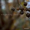 Download track Whispering Nothing