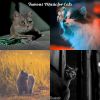 Download track Serene (Relaxing Cats)