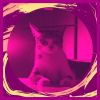 Download track Happening Backdrops For Comfy Cats