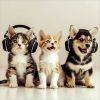 Download track Soothing Waltz For Pets