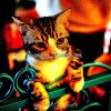 Download track Ambience (Relaxing Cats)