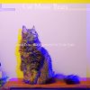 Download track Incredible Backdrops For Resting Kittens