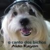 Download track Meu Cachorro Tem Bafo De Chulé