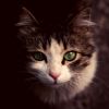 Download track Joyful Music For Relaxing Your Cat