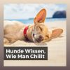 Download track Trösten Sie Ihren Hund