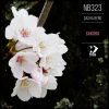 Download track Sakura (Original Mix)