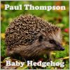 Download track Baby Hedgehog