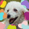 Download track Vivacious Cute Dogs