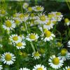 Download track Wildflower Meadow Natural Ambience, Pt. 11