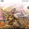 Download track Ecstra