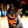 Download track Tranquil Ambience For Cats