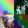 Download track Calm (Cats)