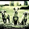 Download track Heavenly Ambience For Resting Dogs