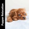 Download track Anxiety Relief Music For Your Dog, Pt. 19