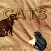 Download track Cat Love