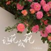 Download track 让花成花 (让树成树伴奏)