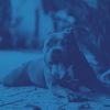 Download track Mellow Ambience For Calming Pups