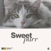 Download track Soft Little Cat