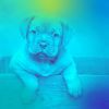 Download track Funky Backdrops For Sleepy Pups