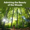 Download track Beauty Of The Woods