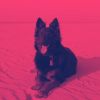 Download track Remarkable Ambience For Sleeping Pups