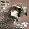 Download track Falcon Rest (Original Mix)