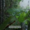 Download track Forest Rain On The Shore