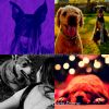 Download track Awesome Moods For Dogs