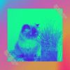 Download track Remarkable Ambience For Cute Kitten