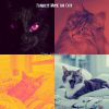 Download track Music (Cute Kittens)