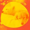 Download track Divine Music For Calming Puppies