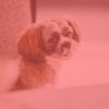 Download track Quartet Jazz Soundtrack For Cute Dogs