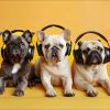 Download track Playful Pets Beats