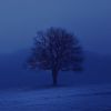 Download track Winter Tree