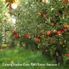 Download track Calming Daytime Cider Mills Nature Ambience, Pt. 12