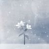 Download track Snow Flower (With Kwak Jeong Im)