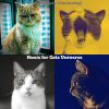 Download track Ambience (Training Cats)