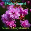 Download track Sakura - Cherry Blossoms (Jazz Edit)