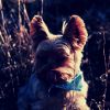 Download track Simple Backdrops For Relaxing Pups